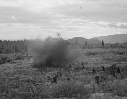 Tomarack stump is blasted. Bonner County, Idaho.