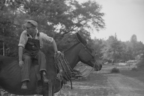 Floyd Burroughs, on mule, Hale County, Alabama.