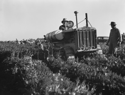 Carrot digger. Imperial Valley, California.