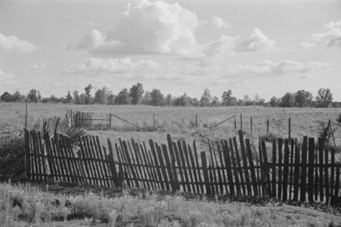 Bud Fields' garden, Hale County, Alabama.