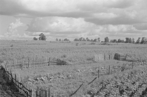 Bud Fields' garden, Hale County, Alabama.