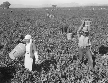 Pea pickers near Calipatria, California.