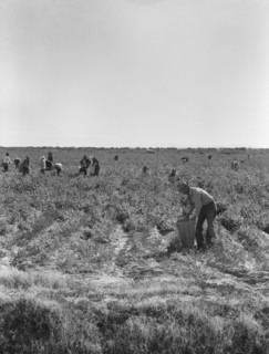 Pea pickers near Calipatria, California.