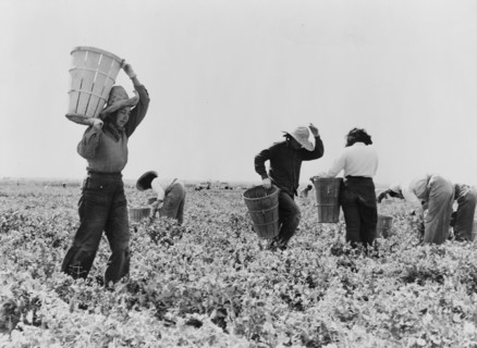 Pea pickers near Calipatria, California.