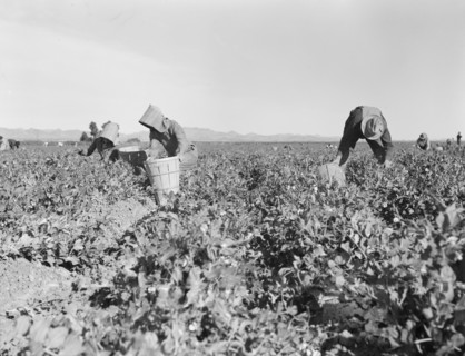 Pea pickers near Calipatria, California.