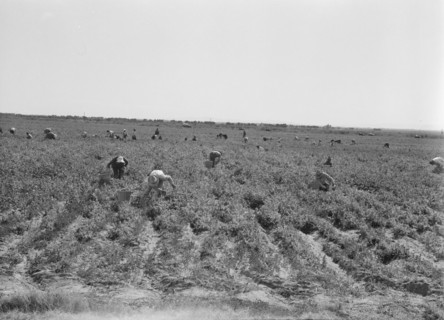 Pea pickers near Calipatria, California.