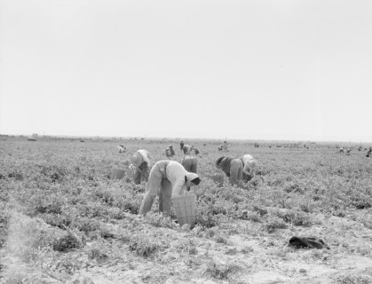 Pea pickers near Calipatria, California.