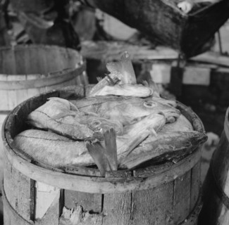 New York, New York. Barrels of codfish.