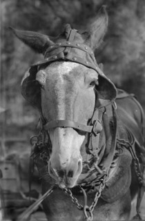 Mule. Hale County, Alabama.