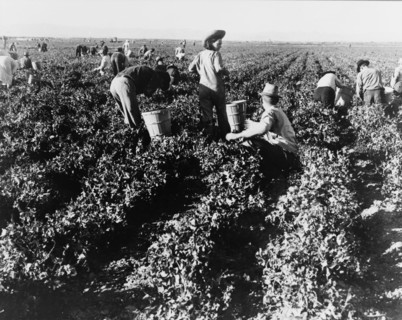 Pea pickers. California.