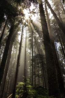 Larch Mountain Forest.