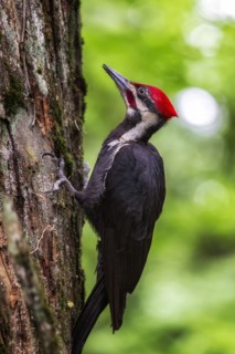 Piliated Woodpecker.