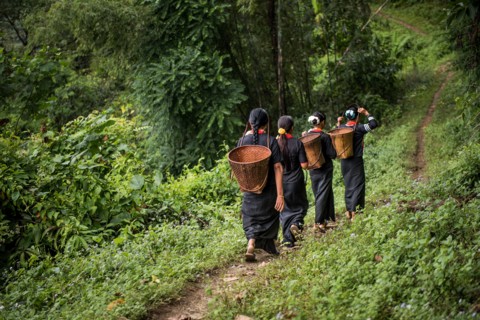 Going to the Field.