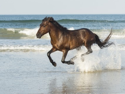 Run Like The Wind.