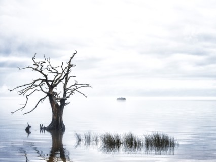 Sentinel Cypress.