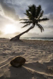 Coconut Paradise.