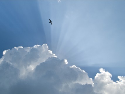 Gull and Glory.