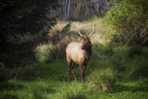 Roosavelt Elk.