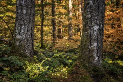 Golden Forest.