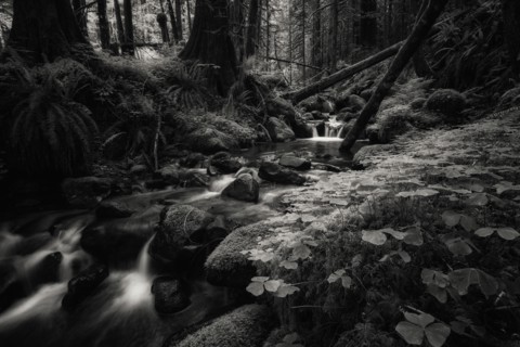 Secret Forest.