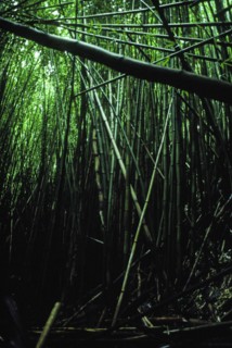 Bamboo Forest.