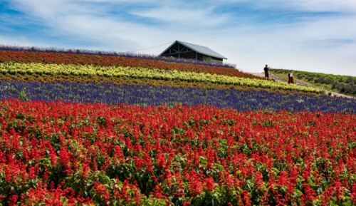 Flower Field.