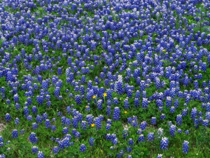 Blue Bonnets.