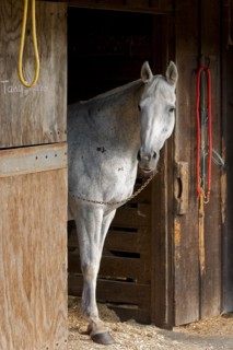 Grey Horse A.