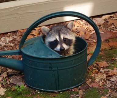Racoon Baby.