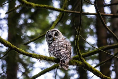 Barred Owl.