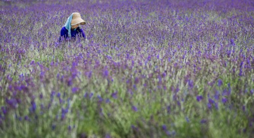 Lavenders.