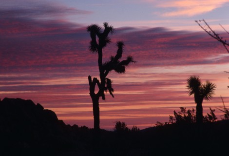 Cacti Set.