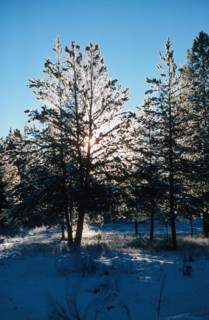 Snowshine.