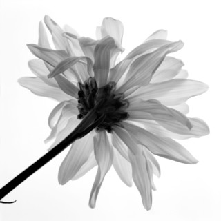 Daisy.