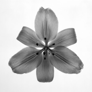 Lily.