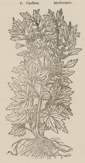 Theatrum Botanicum, the Theatre of Plants or An Universal and Compleat Herball., 1640. Creator: Unknown.