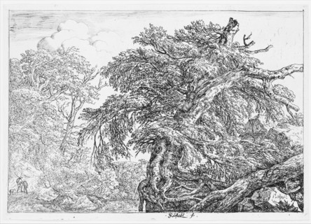 The Great Beech, 1650-82. Creator: Jacob van Ruisdael.
