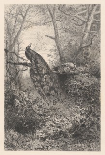 Peacocks on a Branch, ca. 1860. Creator: Karl Bodmer.