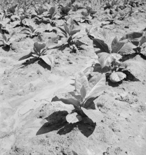 Untitled, 1935-1942. [Tobacco plants]. Creator: Unknown.