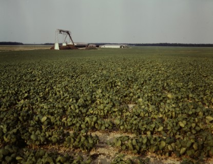 Bean field and canning factory, Seabrook Farm, Bridgeton, N.J., 1942. Creator: John Collier.