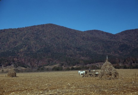 Cornshocks in mountain farm along the Skyline Drive in Virginia, ca. 1940. Creator: Jack Delano.