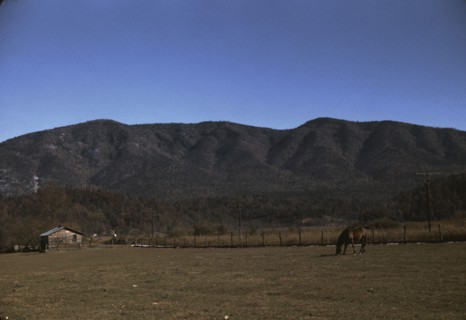 Horse in the pasture of a mountain farm along the Skyline Drive in Virginia, ca. 1940. Creator: Jack Delano.