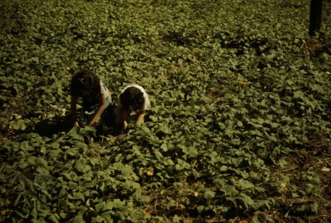 Two people kneeling, working in a field, possibly in Puerto Rico, 1941. Creator: Jack Delano.