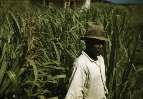FSA borrower? in a sugar-cane field, Puerto Rico, 1941 or 1942. Creator: Jack Delano.