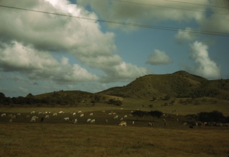 A cattle farm, vicinity of Christiansted, St. Croix, Virgin Islands, 1941. Creator: Jack Delano.