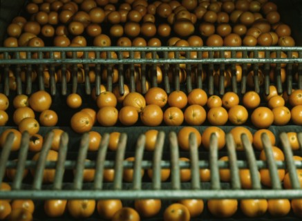 Drying oranges at a co-op orange packing plant, Redlands, Calif., 1943. Creator: Jack Delano.