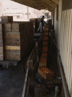 Growers bringing in their crop to a co-op orange packing plant, Redlands, Calif. , 1943. Creator: Jack Delano.