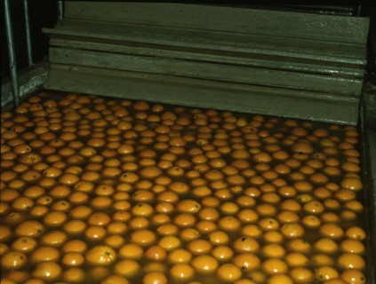 Washing oranges at an orange packing co-op, Redlands, Calif. , 1943. Creator: Jack Delano.