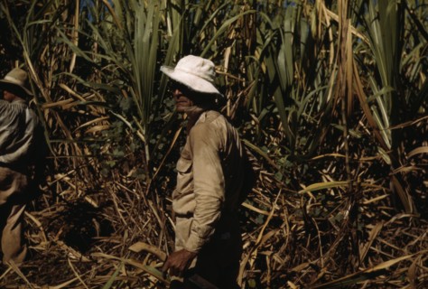FSA borrower and participant in the sugar cane cooperative, Rio Piedras, Puerto Rico, 1941. Creator: Jack Delano.