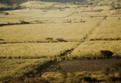 Sugar cane fields on the north-west part of the island, St. Croix island, Virgin Islands, 1941. Creator: Jack Delano.